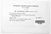 Naohidemyces vaccinii image